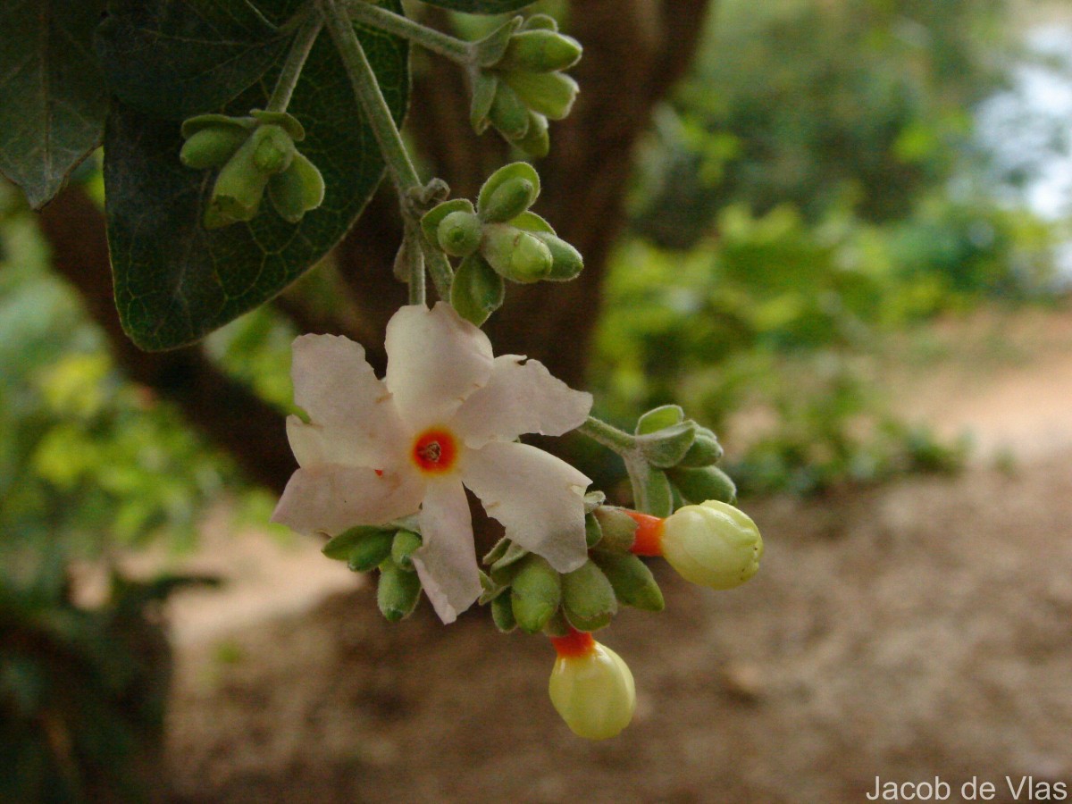 Nyctanthes arbor-tristis L.